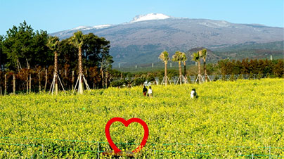 Jeju Hueree Canola Flower Festival