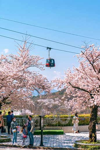 Daegu E-World Blossom Picnic