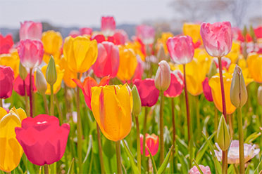 Taean World Tulip Festival