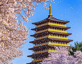 Gyeongju Cherry Festival