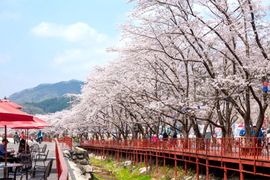 Gapyeong Eden Cherry Blossom Road Festival