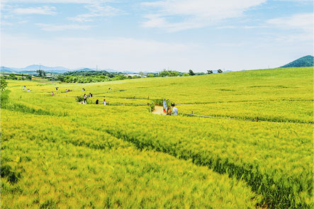 Gochang Borinara Hagwon Farm