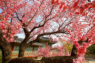 Changdeokgung Palace,filming spot of the drama“True Beauty”